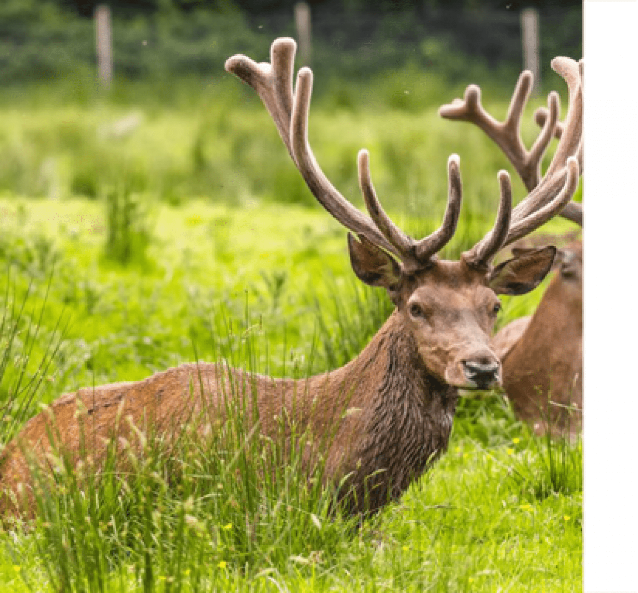 Farran Woods Park - Joe Ladrigan