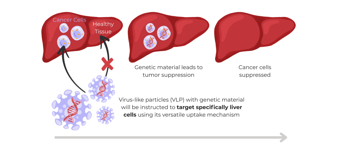Hovione and Firstgene collaboration to advance virus-like particle platform for liver cancer | Hovione